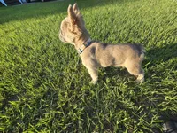 Rolly, a female French Bulldog for sale in Jacksonville, NC – 7 of 10