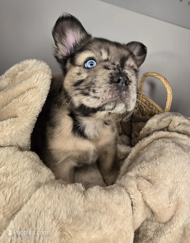 BigBack – French Bulldog puppy for sale in Jacksonville, NC