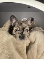 BigBack, a male French Bulldog for sale in Jacksonville, NC – Photo 3 of 4