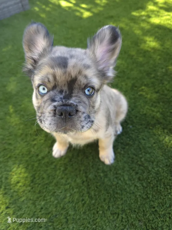 BigBack – French Bulldog puppy for sale in Jacksonville, NC