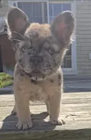 BigBack, a male French Bulldog for sale in Jacksonville, NC – Photo 4 of 4