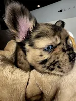 BigBack, a male French Bulldog for sale in Jacksonville, NC – Photo 2 of 4