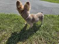 Rolly, a female French Bulldog for sale in Jacksonville, NC – 8 of 10