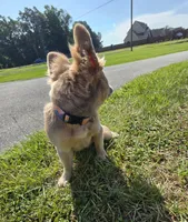 Rolly, a female French Bulldog for sale in Jacksonville, NC – 5 of 10