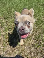 Rolly, a female French Bulldog for sale in Jacksonville, NC – 3 of 10