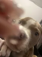 Rocket, a male American Bulldog for sale in Houston, TX – 3 of 5