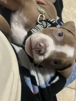 Rocket, a male American Bulldog for sale in Houston, TX – 4 of 5
