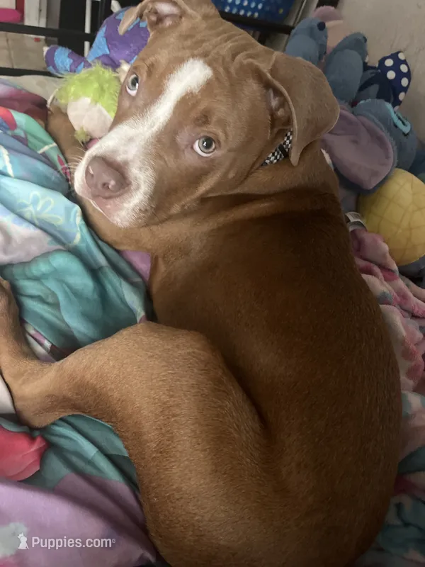 Rocket – American Bulldog puppy for sale in Houston, TX