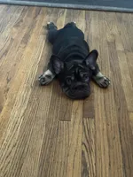 BaLoo, a male French Bulldog for sale in Buffalo, NY – 2 of 4