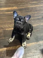 BaLoo, a male French Bulldog for sale in Buffalo, NY – 3 of 4