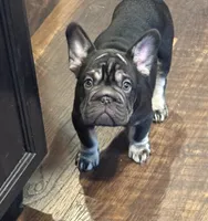BaLoo, a male French Bulldog for sale in Buffalo, NY – 4 of 4
