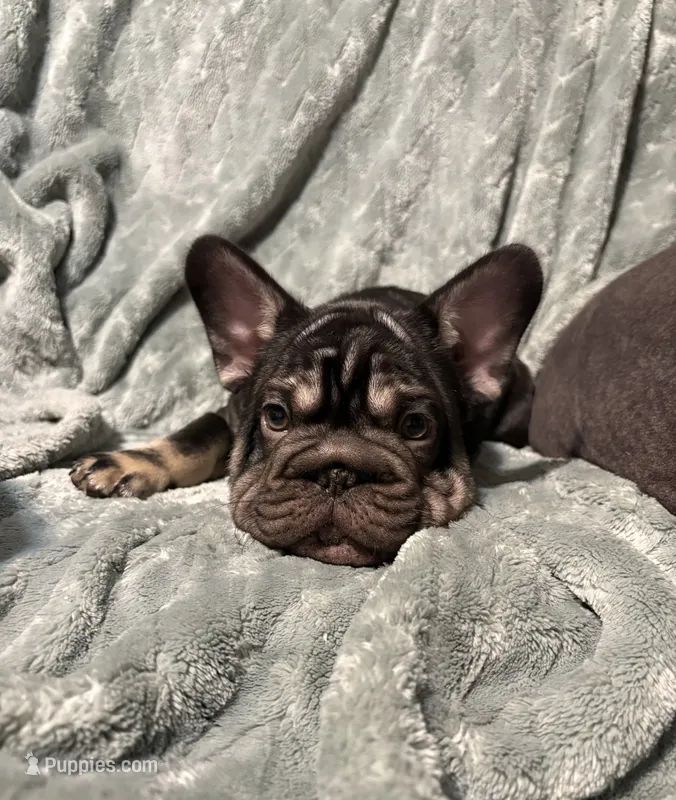 BaLoo – French Bulldog puppy for sale in Buffalo, NY