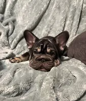 BaLoo, a male French Bulldog for sale in Buffalo, NY – 1 of 4