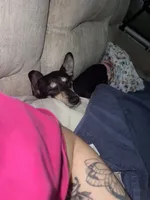 Felica , a female Dachshund and Chihuahua for sale in Bronx, NY – 2 of 4