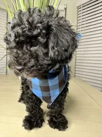 Sabastian, a male Shihpoo for sale in Atlanta, GA – 4 of 6