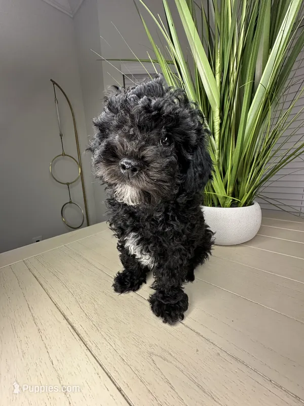 Sabastian – Shihpoo puppy for sale in Atlanta, GA