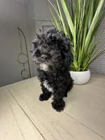Sabastian, a male Shihpoo for sale in Atlanta, GA – 1 of 6