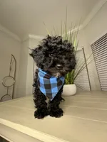 Sabastian, a male Shihpoo for sale in Atlanta, GA – 5 of 6