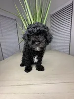 Sabastian, a male Shihpoo for sale in Atlanta, GA – 2 of 6