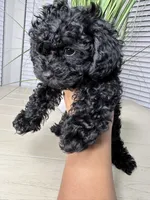 Max , a male Shihpoo for sale in Atlanta, GA – 2 of 6