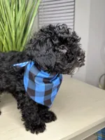 Sabastian, a male Shihpoo for sale in Atlanta, GA – 6 of 6
