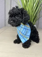 Max , a male Shihpoo for sale in Atlanta, GA – 4 of 6