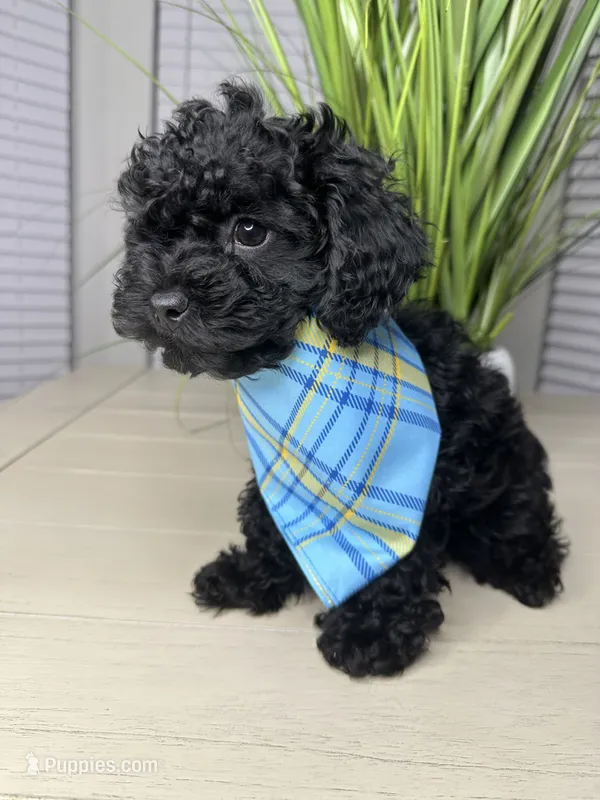 Max  – Shihpoo puppy for sale in Atlanta, GA