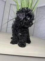 Max , a male Shihpoo for sale in Atlanta, GA – 3 of 6