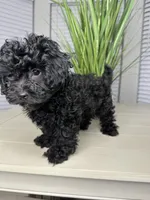 Max , a male Shihpoo for sale in Atlanta, GA – 5 of 6