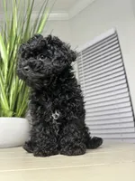 Max , a male Shihpoo for sale in Atlanta, GA – 6 of 6
