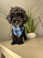 Sabastian, a male Shihpoo for sale in Atlanta, GA – 3 of 6