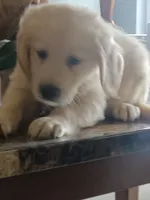 Ginger , a female Golden Retriever for sale in Port Charlotte, FL – 3 of 6