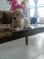 Ginger , a female Golden Retriever for sale in Port Charlotte, FL – 5 of 6