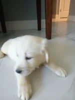 Teddy , a male Golden Retriever for sale in Port Charlotte, FL – 6 of 6