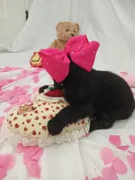 processed/71c66339-9473-4631-8875-eae99550a390/listing/150024a3-06c8-4d47-90bc-236ce36ffabb/33679c0d-82ca-4dcc-b0b9-a99814245295