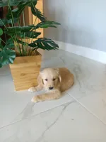 Whiskey , a male Golden Retriever for sale in Port Charlotte, FL – 6 of 10