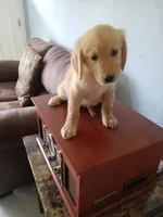 Cookie, a female Golden Retriever for sale in Port Charlotte, FL – 3 of 5