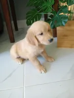 Whiskey , a male Golden Retriever for sale in Port Charlotte, FL – 5 of 10