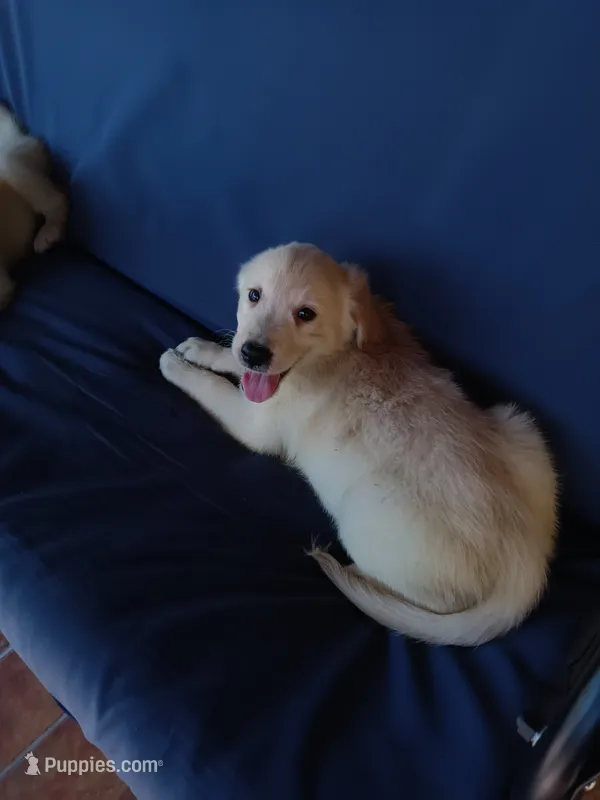 Max – Golden Retriever puppy for sale in Port Charlotte, FL