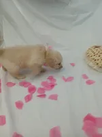 Mia, a female Golden Retriever for sale in Port Charlotte, FL – Photo 5 of 7