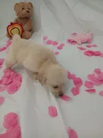 Mia, a female Golden Retriever for sale in Port Charlotte, FL – Photo 7 of 7