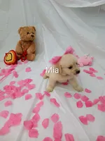 Mia, a female Golden Retriever for sale in Port Charlotte, FL – Photo 1 of 7