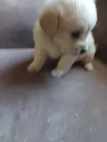 Mia, a female Golden Retriever for sale in Port Charlotte, FL – Photo 3 of 7