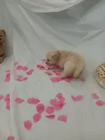 Mia, a female Golden Retriever for sale in Port Charlotte, FL – Photo 6 of 7