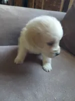 Mia, a female Golden Retriever for sale in Port Charlotte, FL – Photo 2 of 7