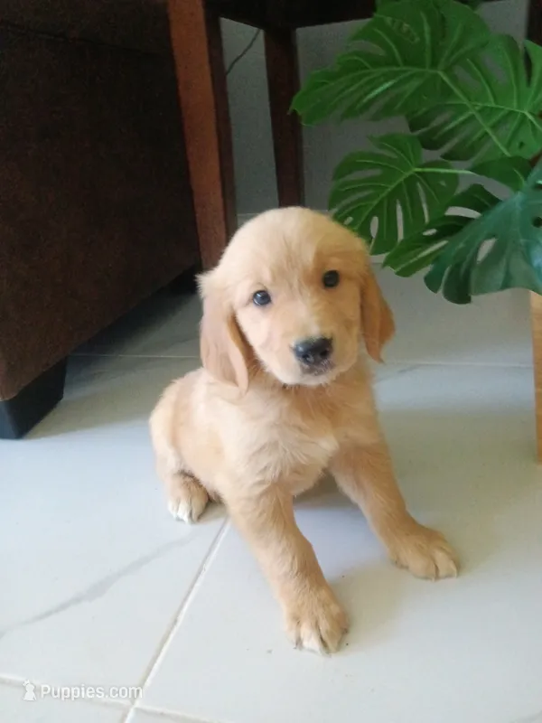 Whiskey  – Golden Retriever puppy for sale in Port Charlotte, FL