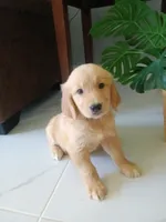 Whiskey , a male Golden Retriever for sale in Port Charlotte, FL – 1 of 10