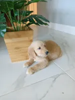 Whiskey , a male Golden Retriever for sale in Port Charlotte, FL – 2 of 10