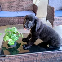 Nova, a female Golden Retriever for sale in Fort Pierce, FL – Photo 1 of 3