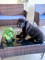 Nova, a female Golden Retriever for sale in Port Charlotte, FL – Photo 1 of 3